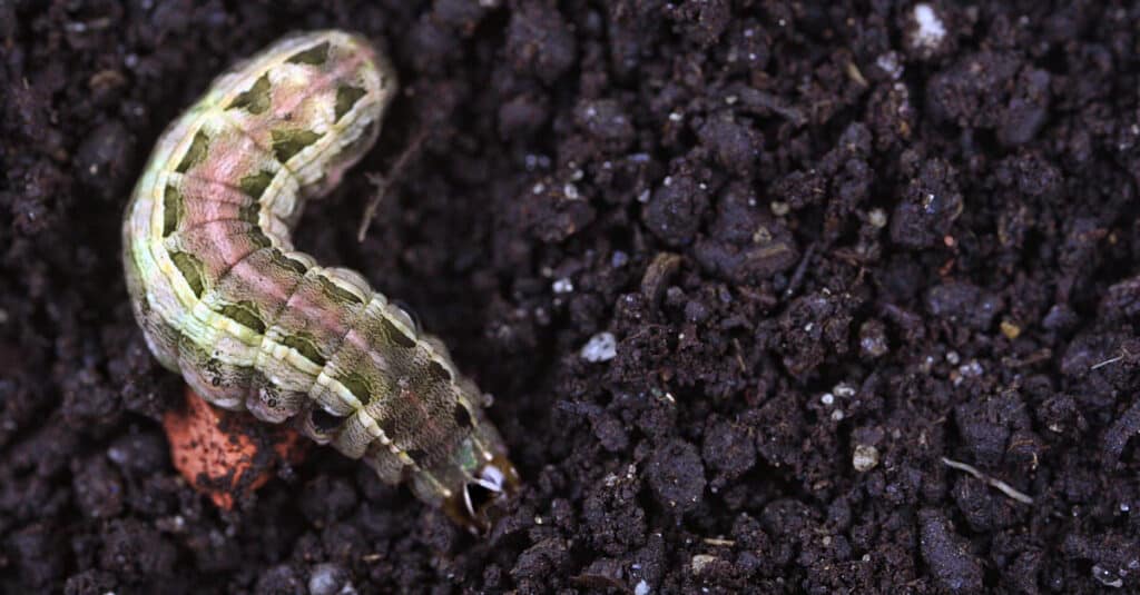 armyworm digging in soil