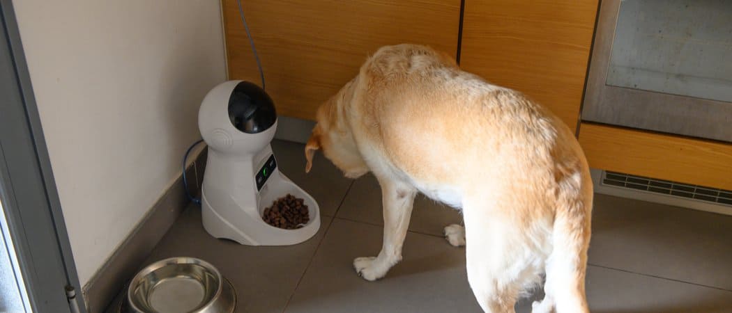 dog eating from automatic dog feeder