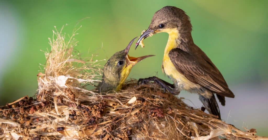 baby bird being fed by mother