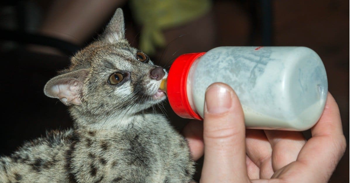 baby genet being fed