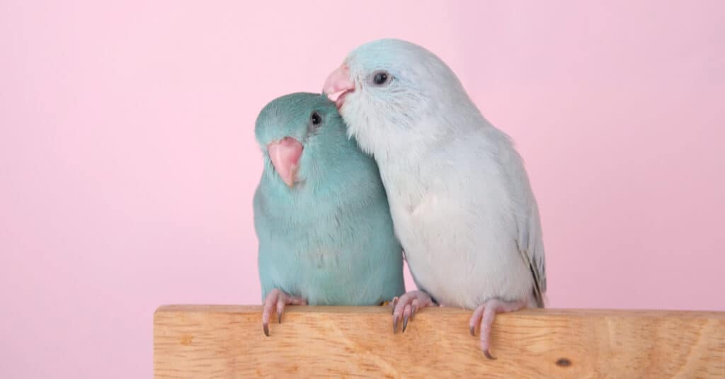 mother and baby parrotlet