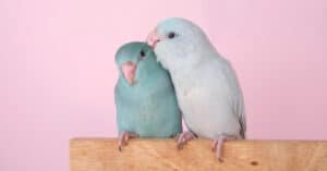 The Cheapest Pet Birds - The 10 Most Affordable Options - A-Z Animals