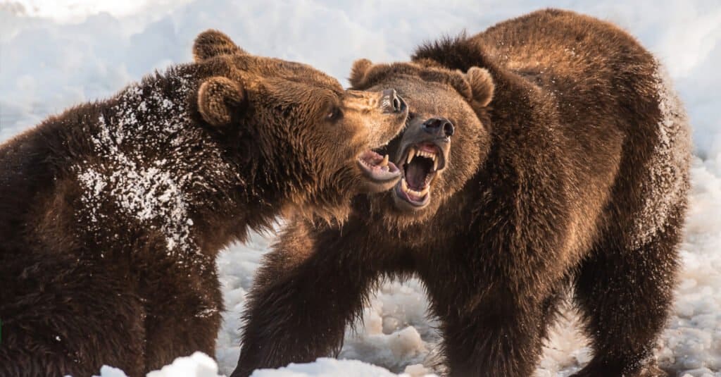 lion and bear fight