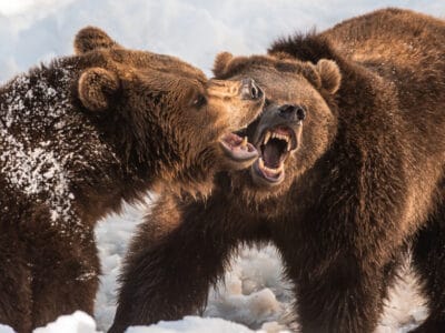 A This Dramatic Bear Fight Is the Wildest Video You’ll See All Week