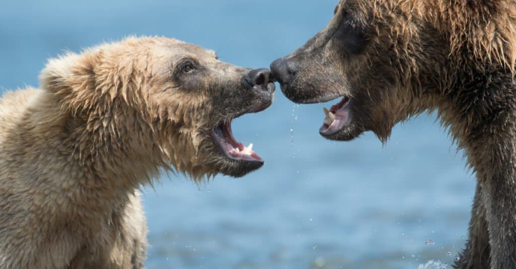 grizzly bear fight