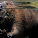 Beavers secrete a brown slime that smells like vanilla that is sometimes used in vanilla flavorings. 