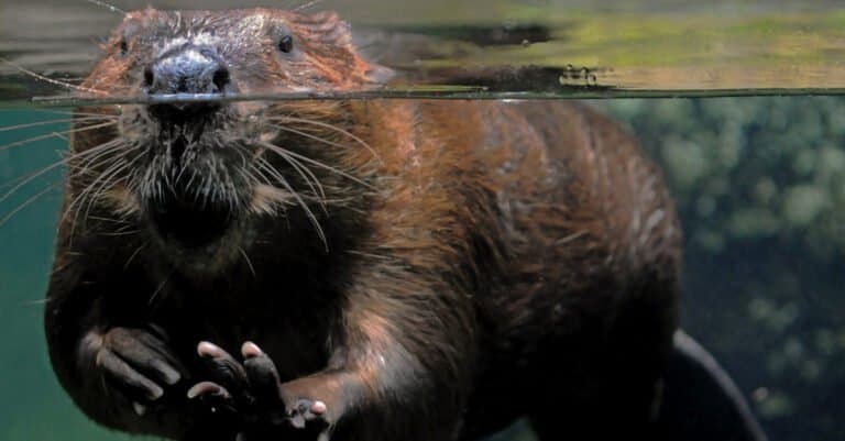 beaver swimming up close