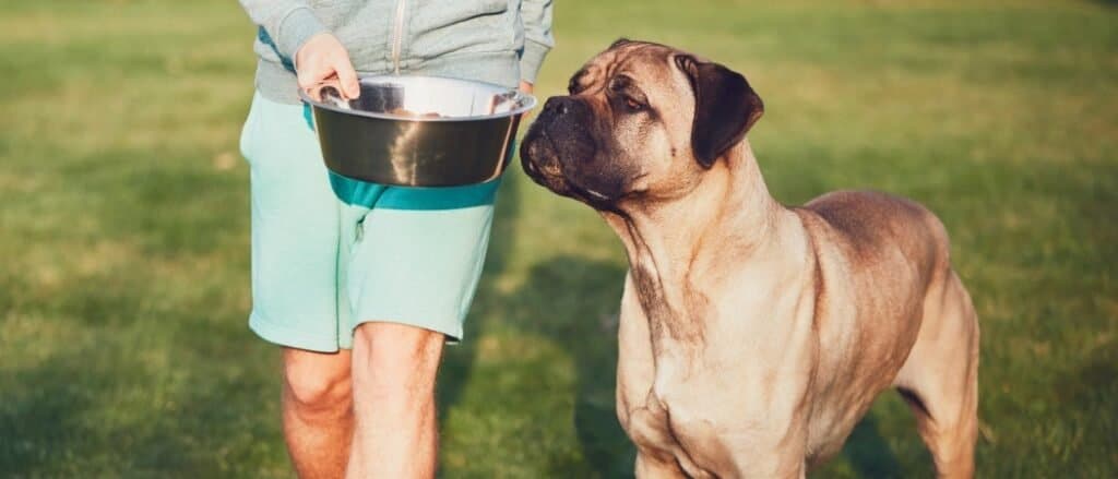 best dog bowl