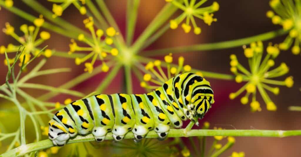 black swallowtail caterpillar