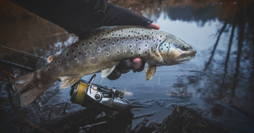 Cá hồi vs Cá hồi - Brook Trout