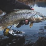 Brook trout are highly sought after by fishers because of their elusive nature.
