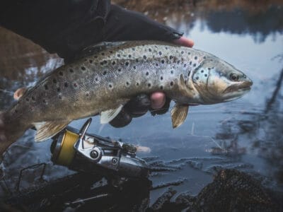 Brook Trout Picture