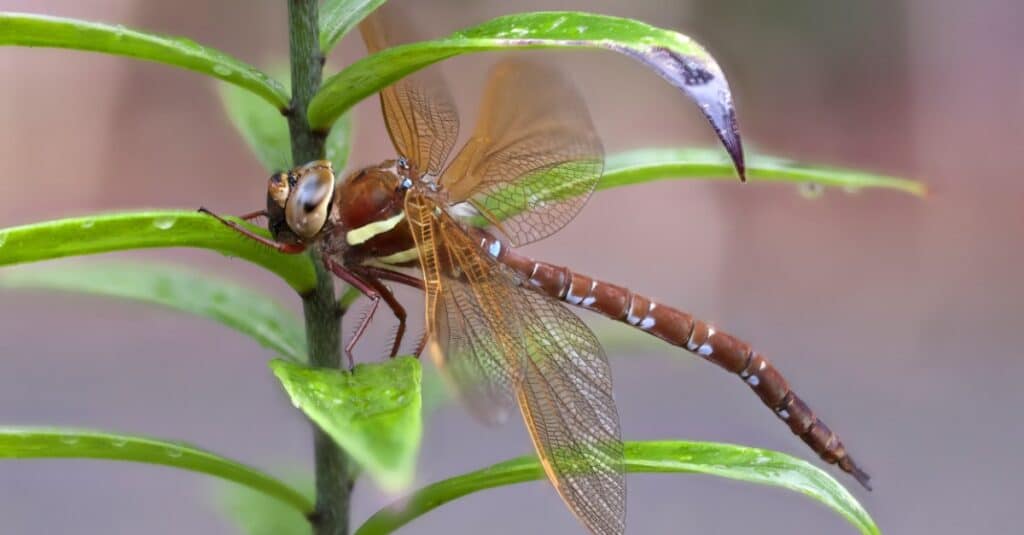 giant dragonfly extinct