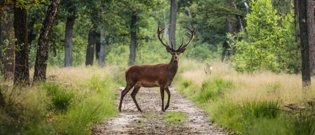 buck in the pathway