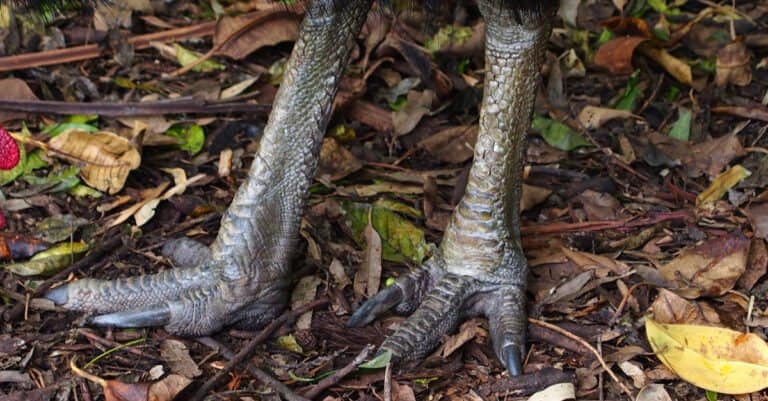 Cassowary Claw - Two Feet