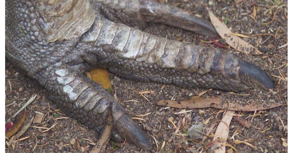 Cassowary Foot - Close Up
