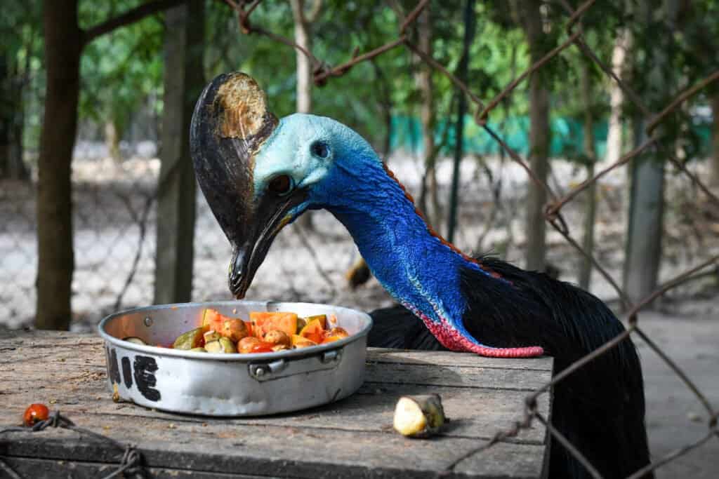 What Do Cassowaries Eat - Cassowary Eating