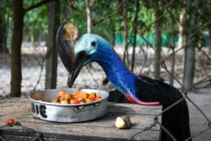 What Do Cassowaries Eat? Picture