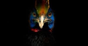 10 Incredible Cassowary Facts Picture