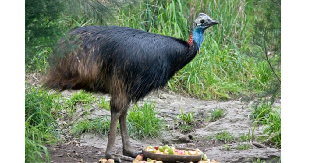 What do cassowary eat - cassowary with fruit bowl