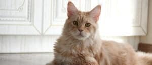 The Oldest Living Cat (Still Alive Today!) Picture