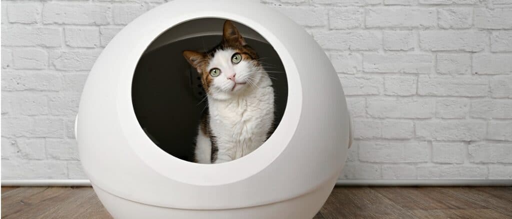 cat in a litter box
