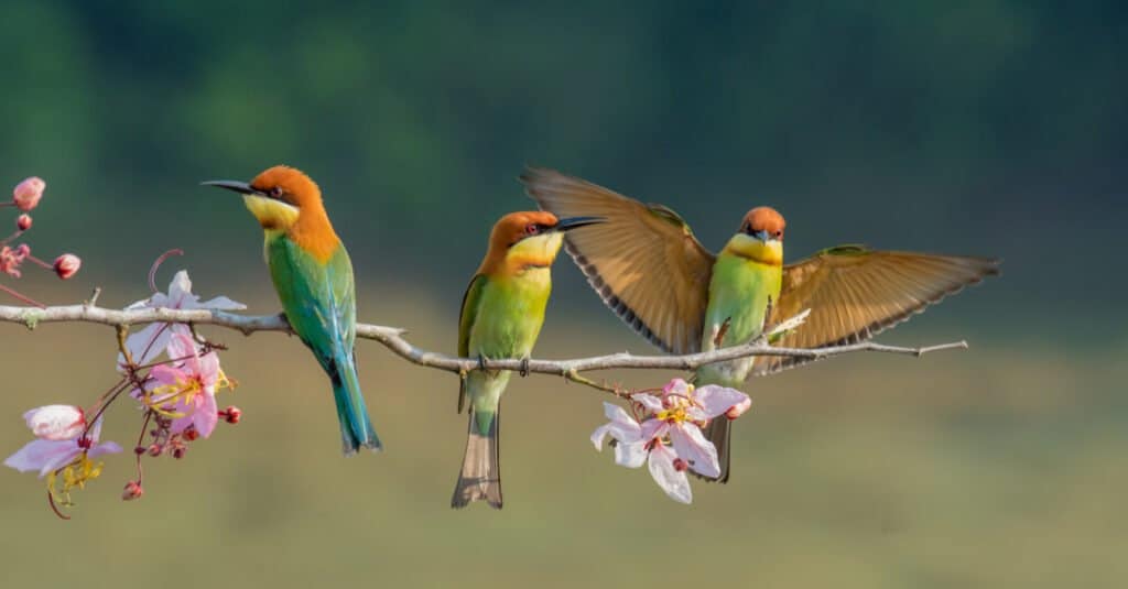 three birds on branch