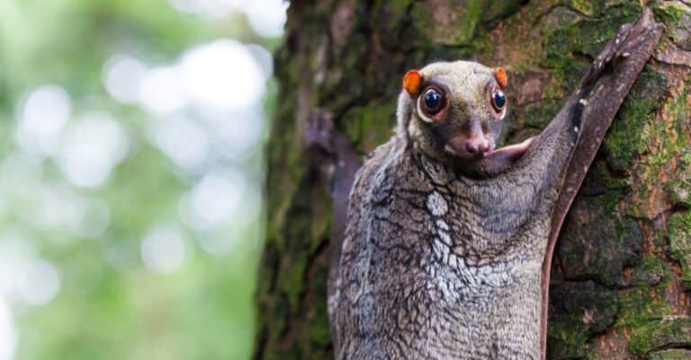 Colugo