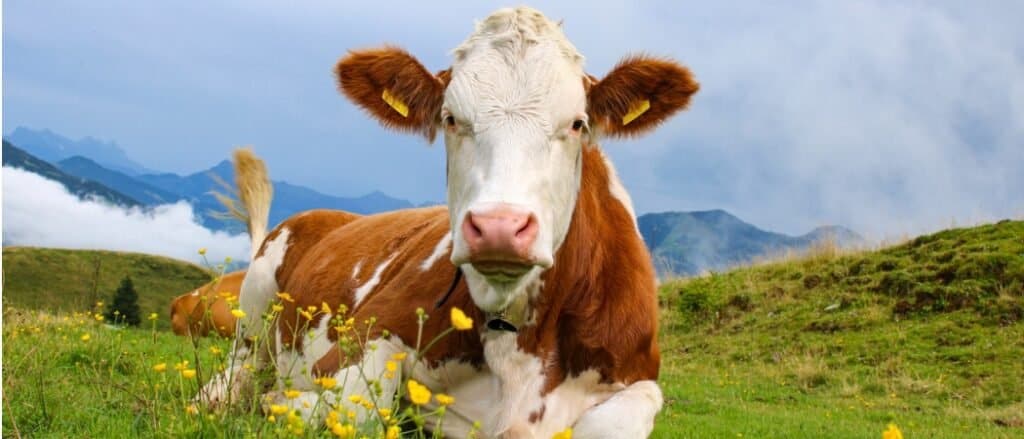 brown cow laying in the field