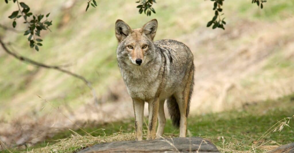 Coyote walking in the field.