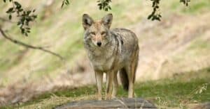 Coy Dog – Coyote Dog Mix: Everything You Need to Know About This Hybrid Picture