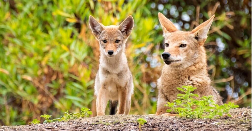 mother and baby coyote on rock