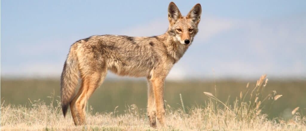 Coyote standing in the field