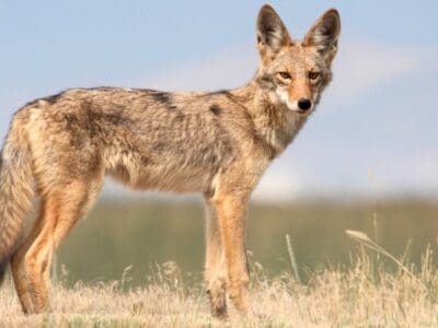 A Coyote Size: How Big Do Coyotes Get?