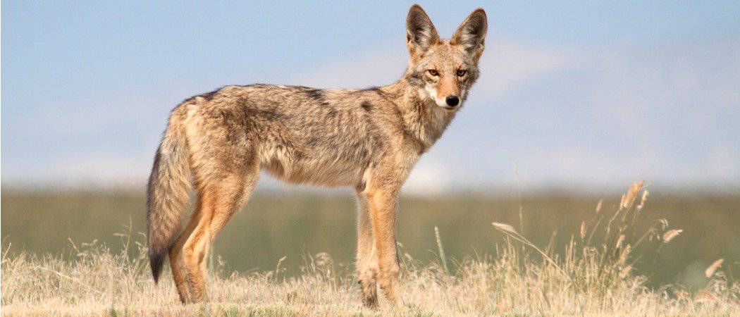 do coyotes eat dogs