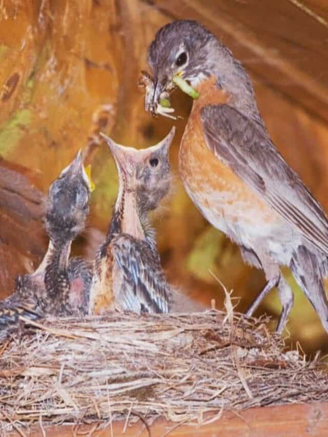 American robin feeding babies
