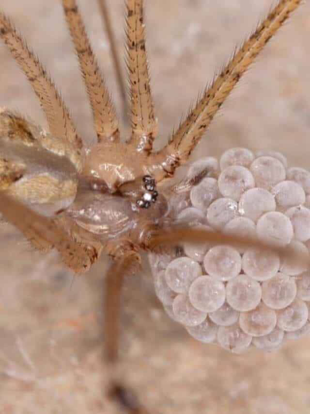 Female Cellar Spider Protecting Her Eggs