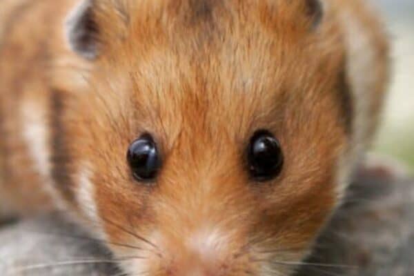 Teddy Bear Hamsters are very territorial and use their sharp teeth to defend themselves. 