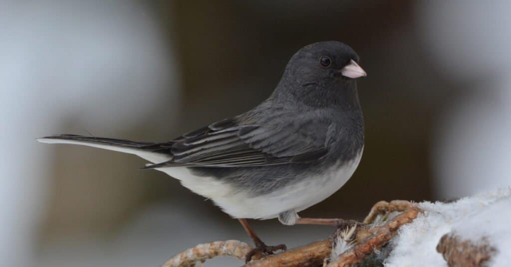 Climate Change Animals - Dark Eyed Junco