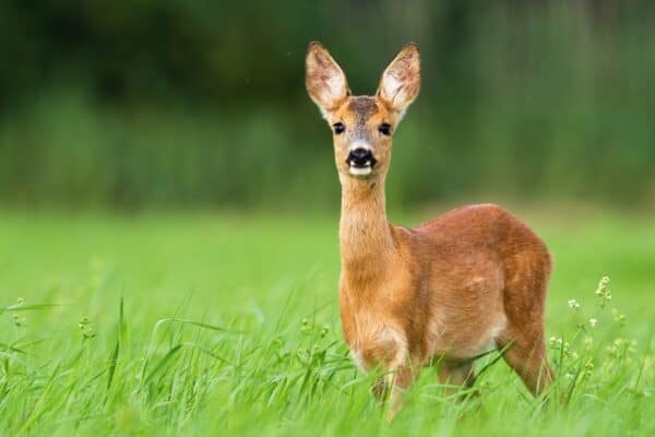 Deer are more active in warmer months than they are in colder months. 