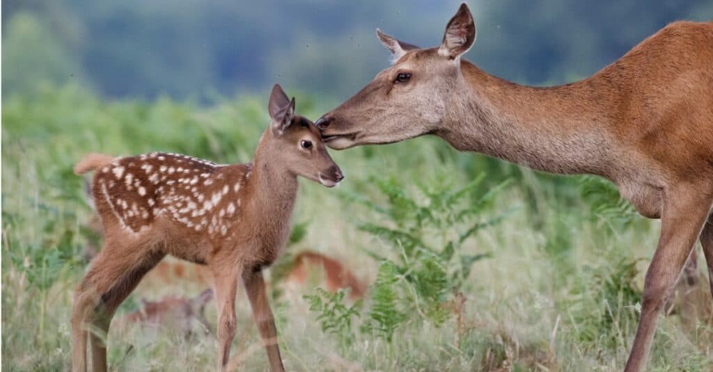 Stag Vs Deer What s The Difference 