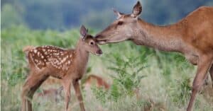 Mother Deer Courageously Fights a Coyote to Try Saving Her Baby Fawn Picture