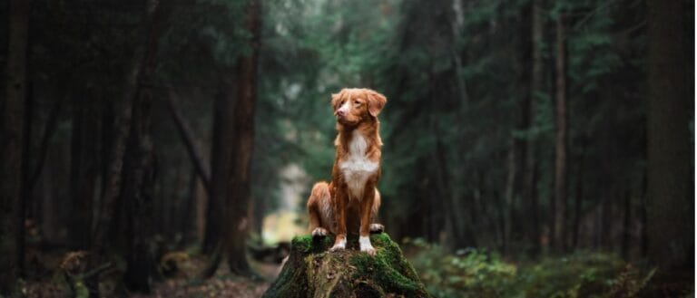 Dog, Nature, Woodland, Outdoors, Sitting