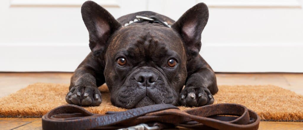 French bulldog laying in front of leash