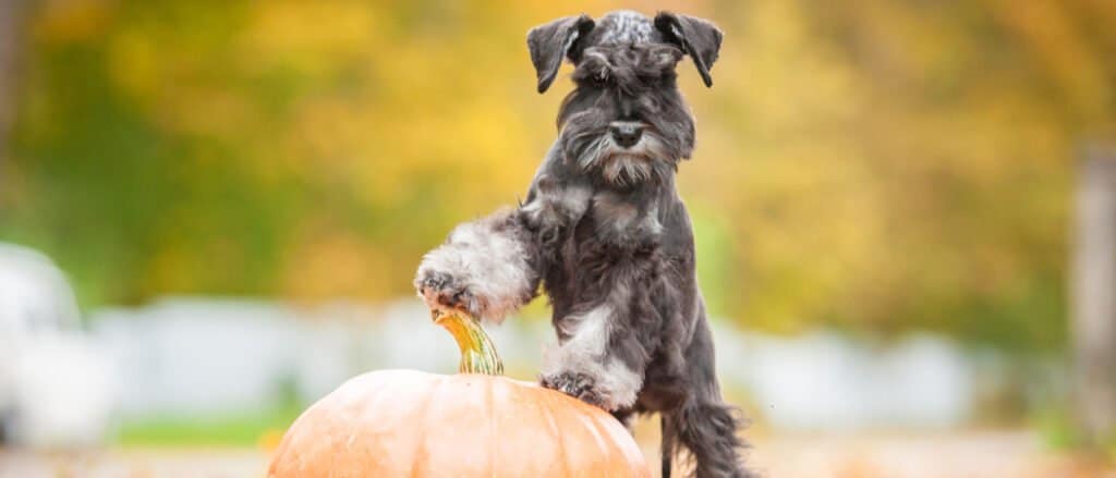 dog with paw on pumpkin