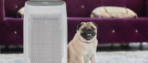 The Best Air Purifier for Pets: Reviewed for 2021 Picture