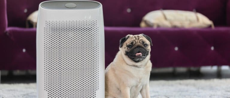 dog sitting beside purifier - pet tech products