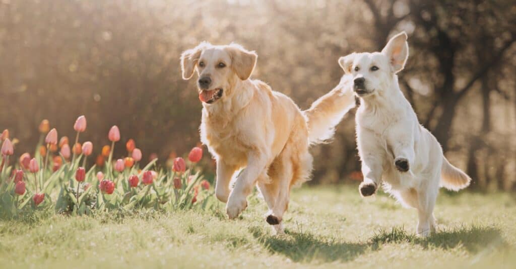 two golden retrievers running together