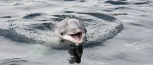Why Do Dolphins Follow Boats? Picture
