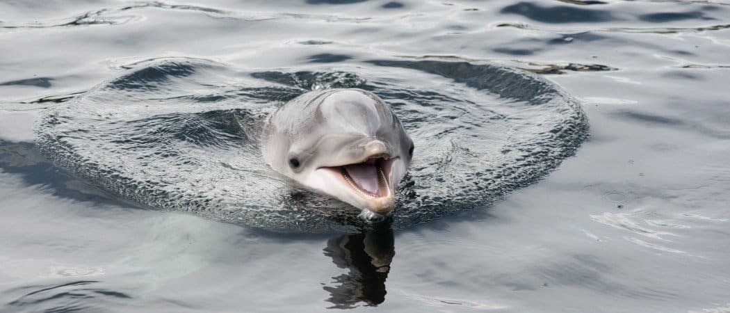 dolphin smiling at the camera